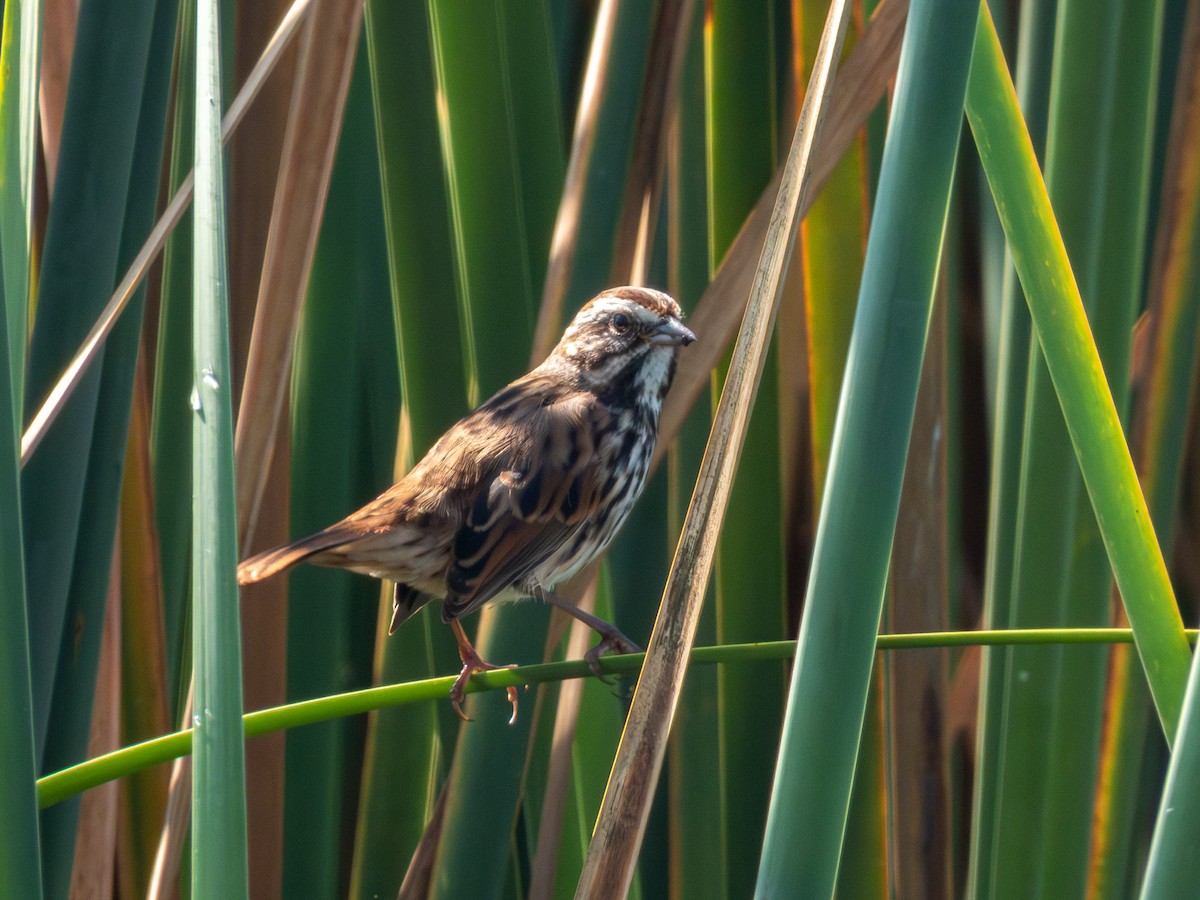 Bruant chanteur (groupe mexicana) - ML646190673