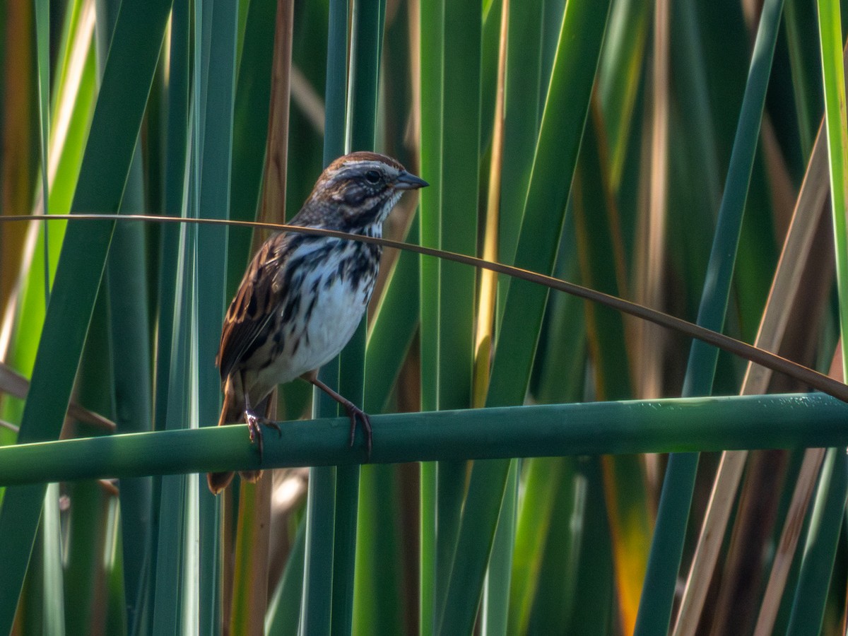 Bruant chanteur (groupe mexicana) - ML646190674