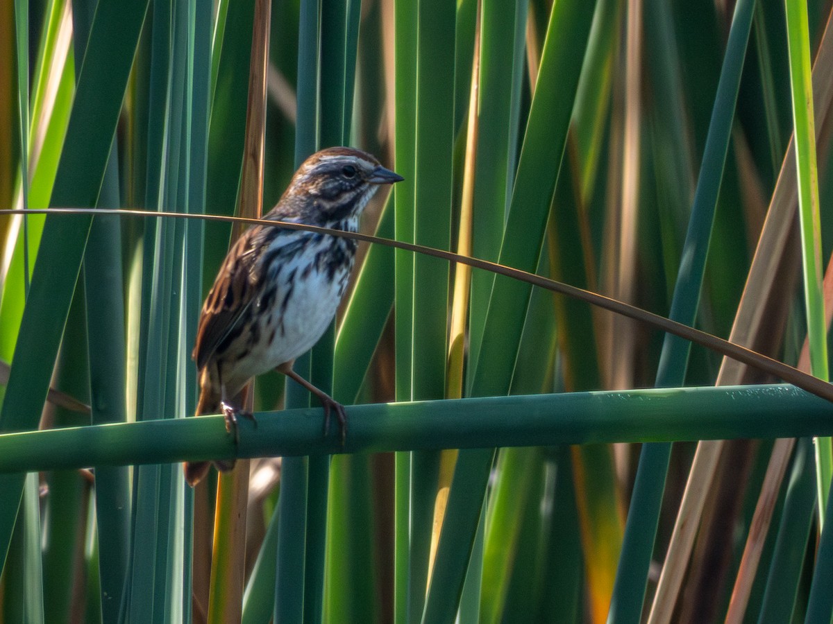 Bruant chanteur (groupe mexicana) - ML646190675