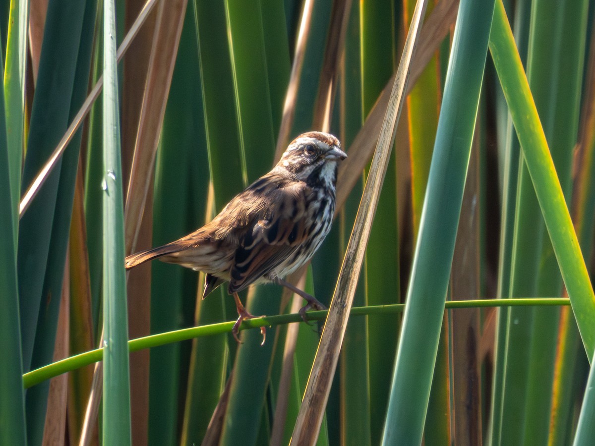 Bruant chanteur (groupe mexicana) - ML646190676