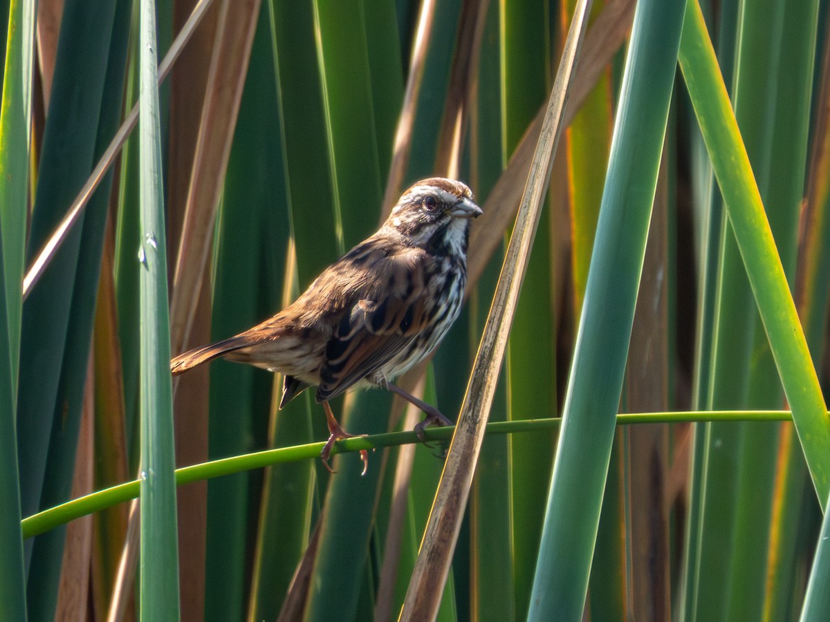 Bruant chanteur (groupe mexicana) - ML646190678