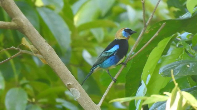 Altın Başlıklı Tangara - ML646190679