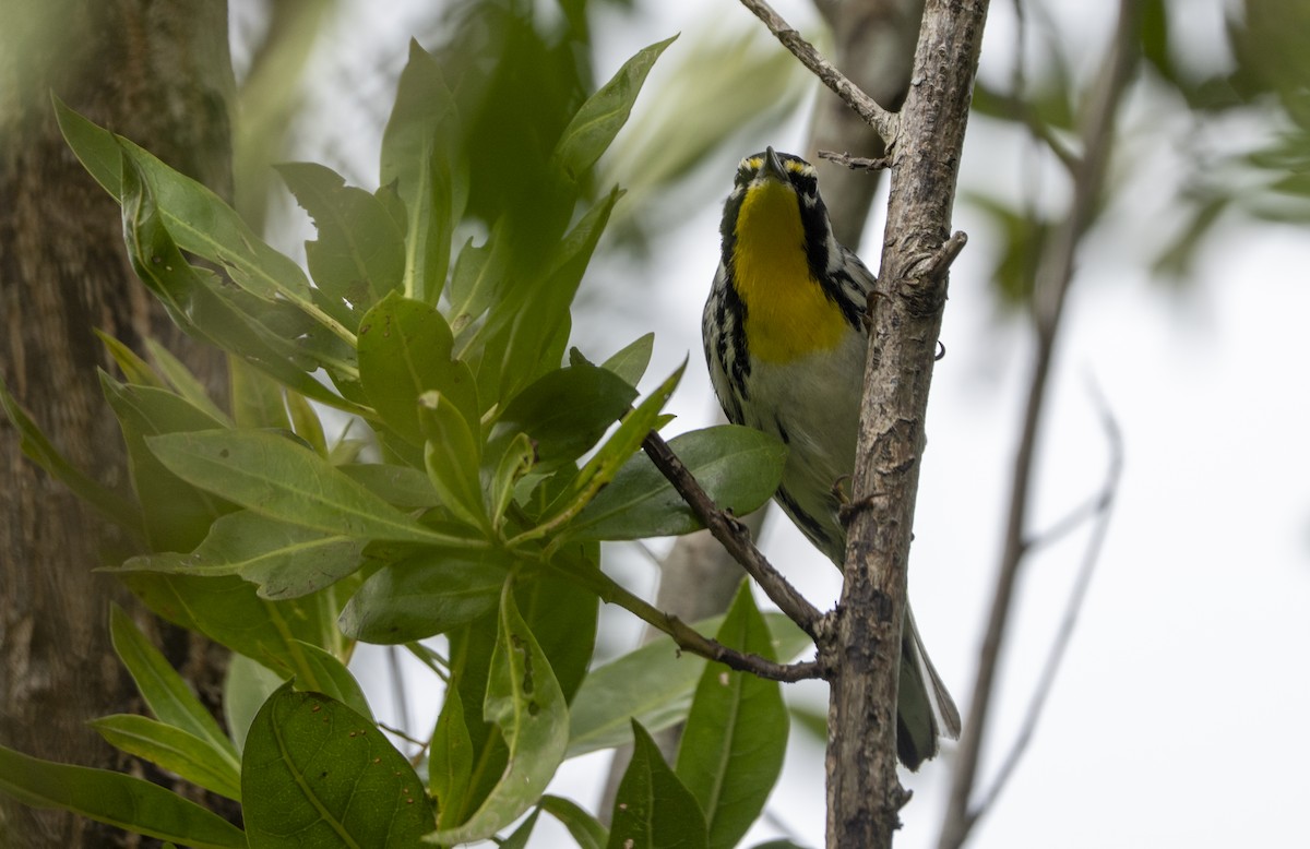Paruline à gorge jaune - ML646190681