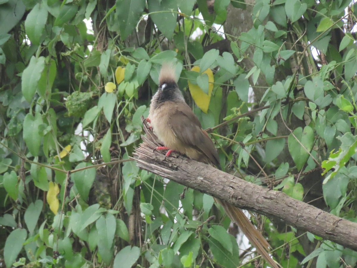 Coliou rayé - ML646190682