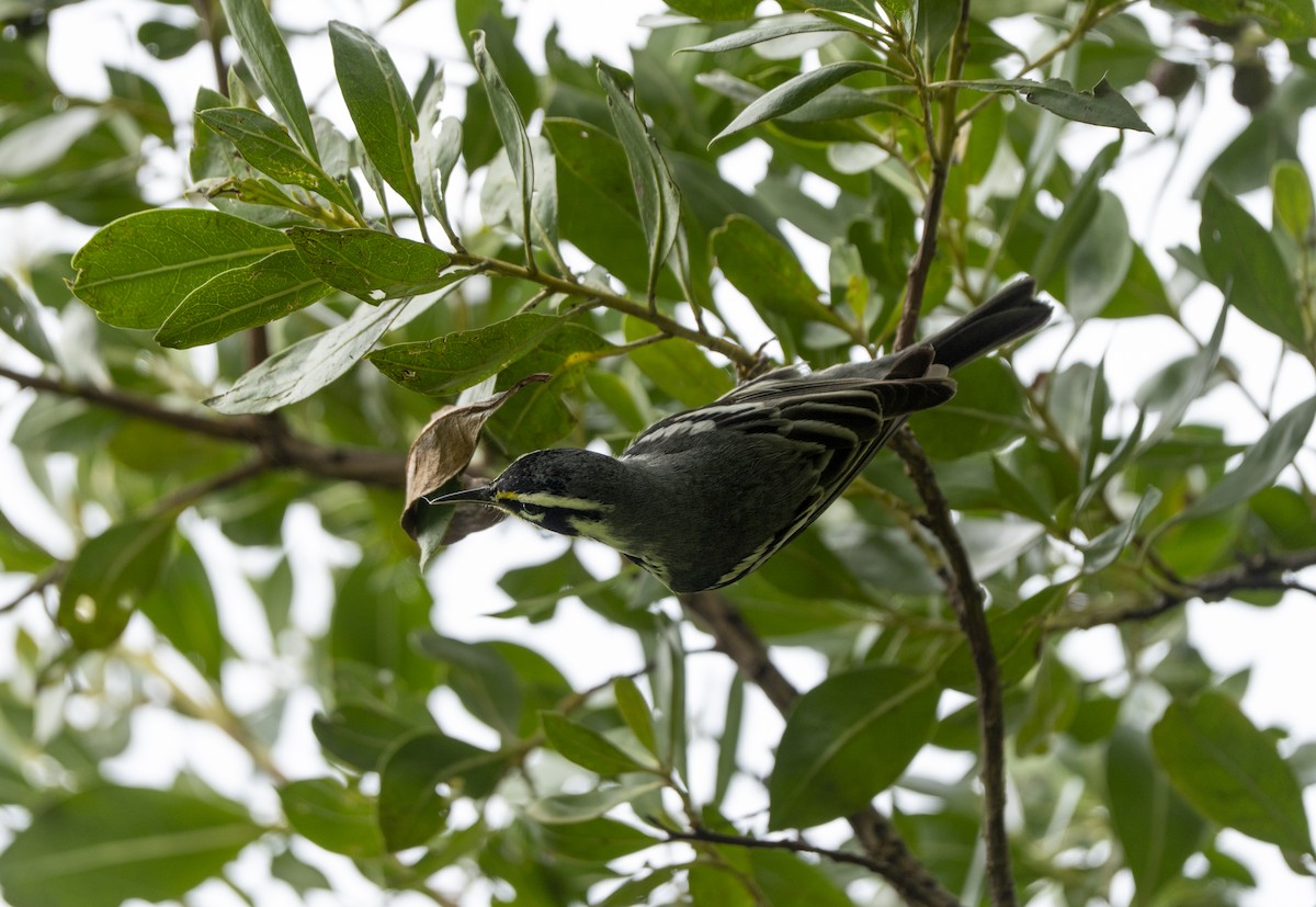 Paruline à gorge jaune - ML646190683