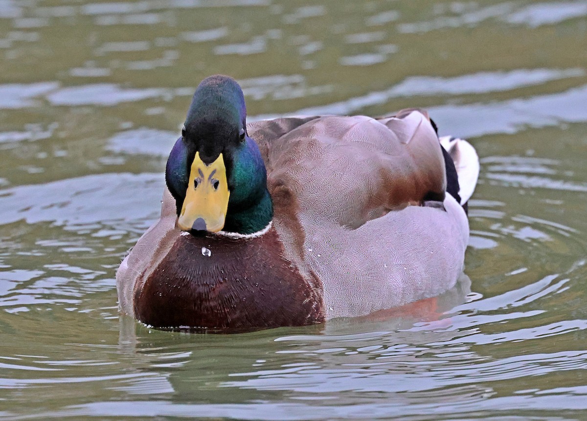 Canard colvert - ML646190686