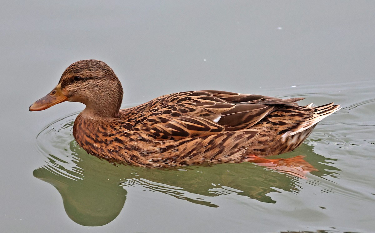 Canard colvert - ML646190687