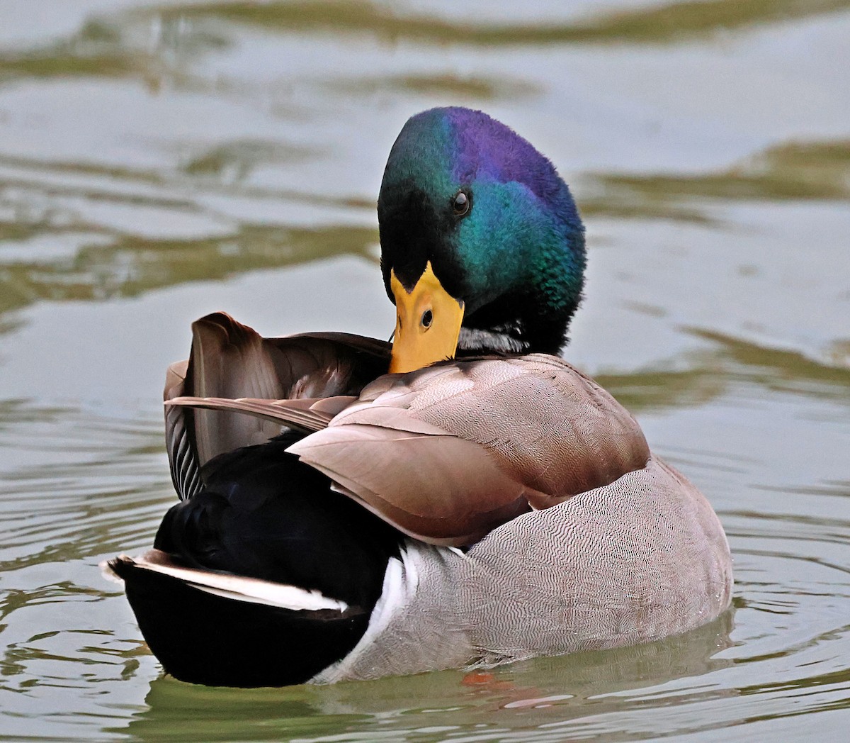 Canard colvert - ML646190688