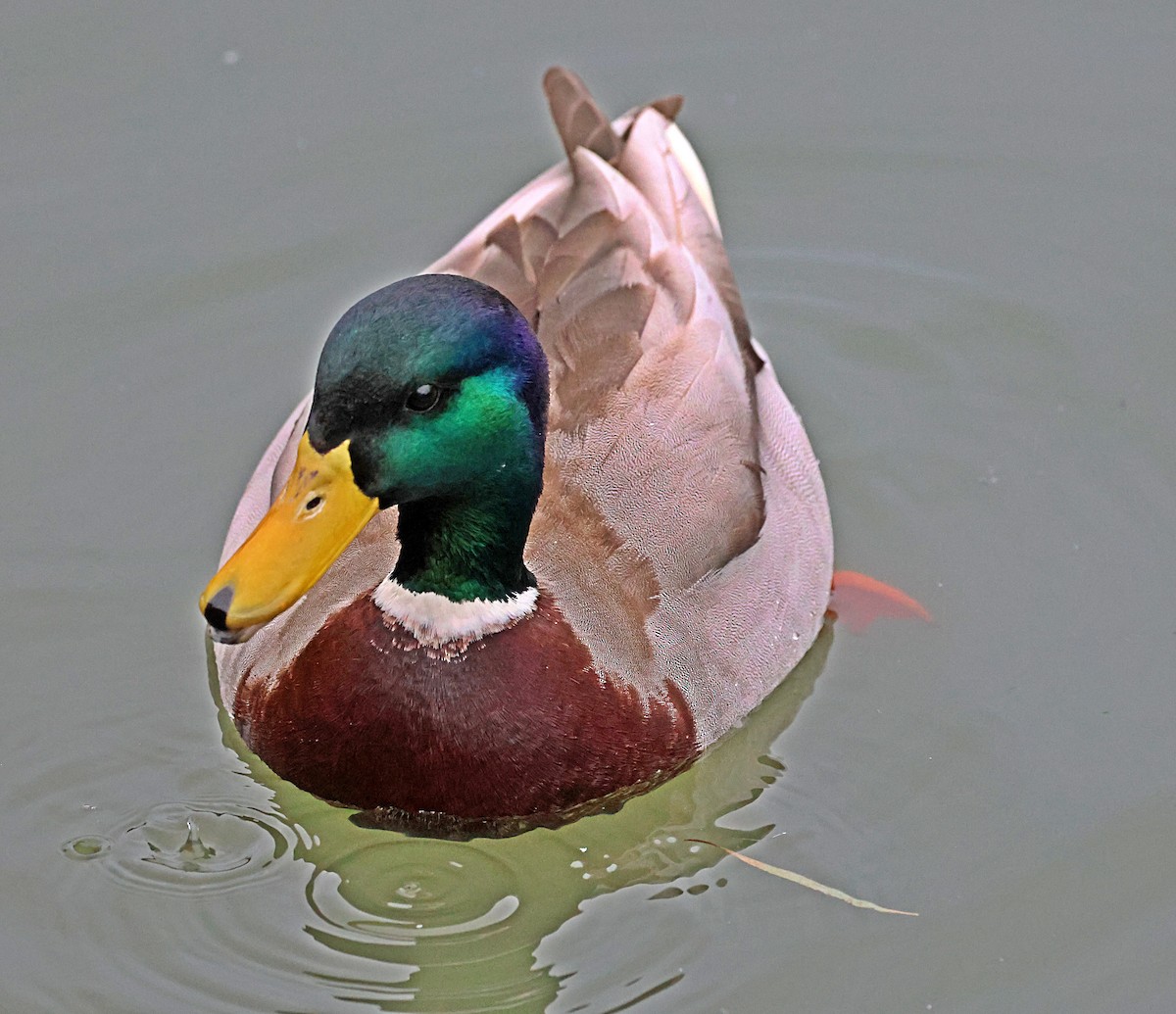 Canard colvert - ML646190689