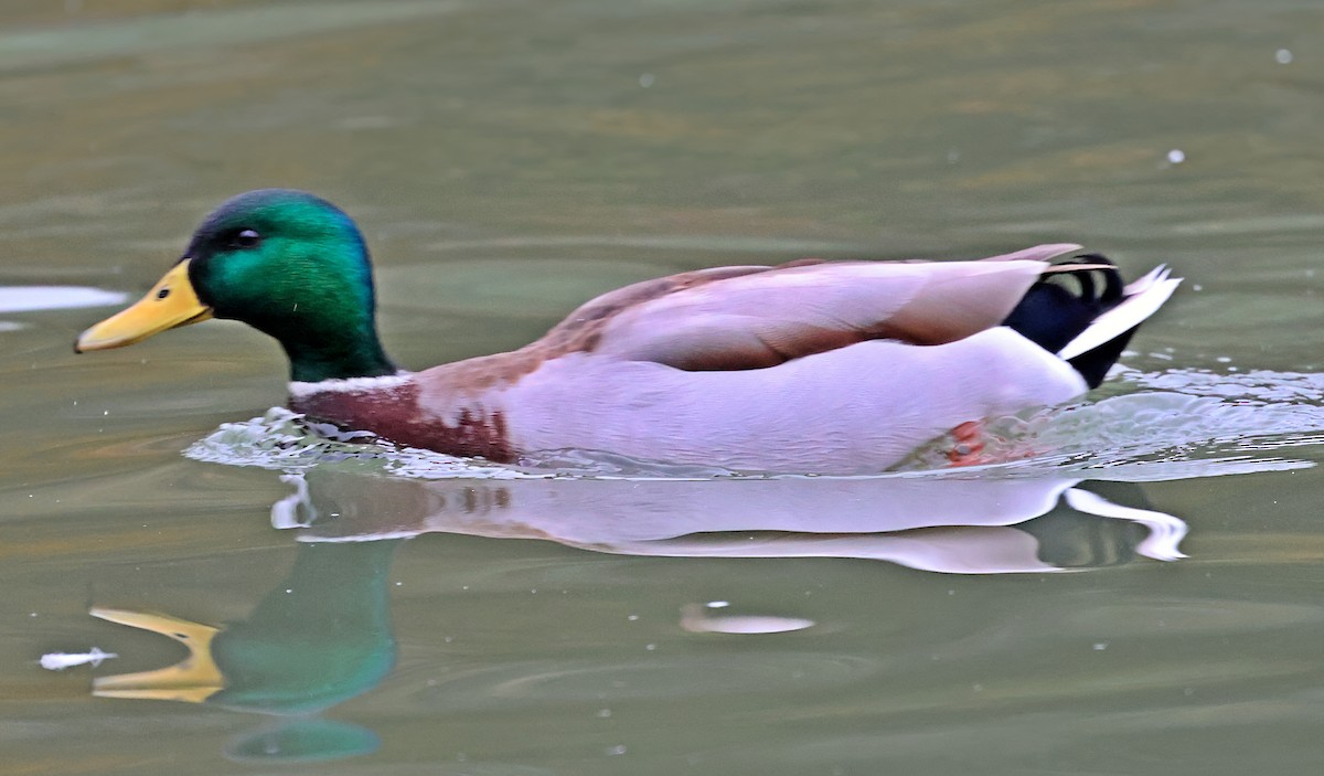 Canard colvert - ML646190690