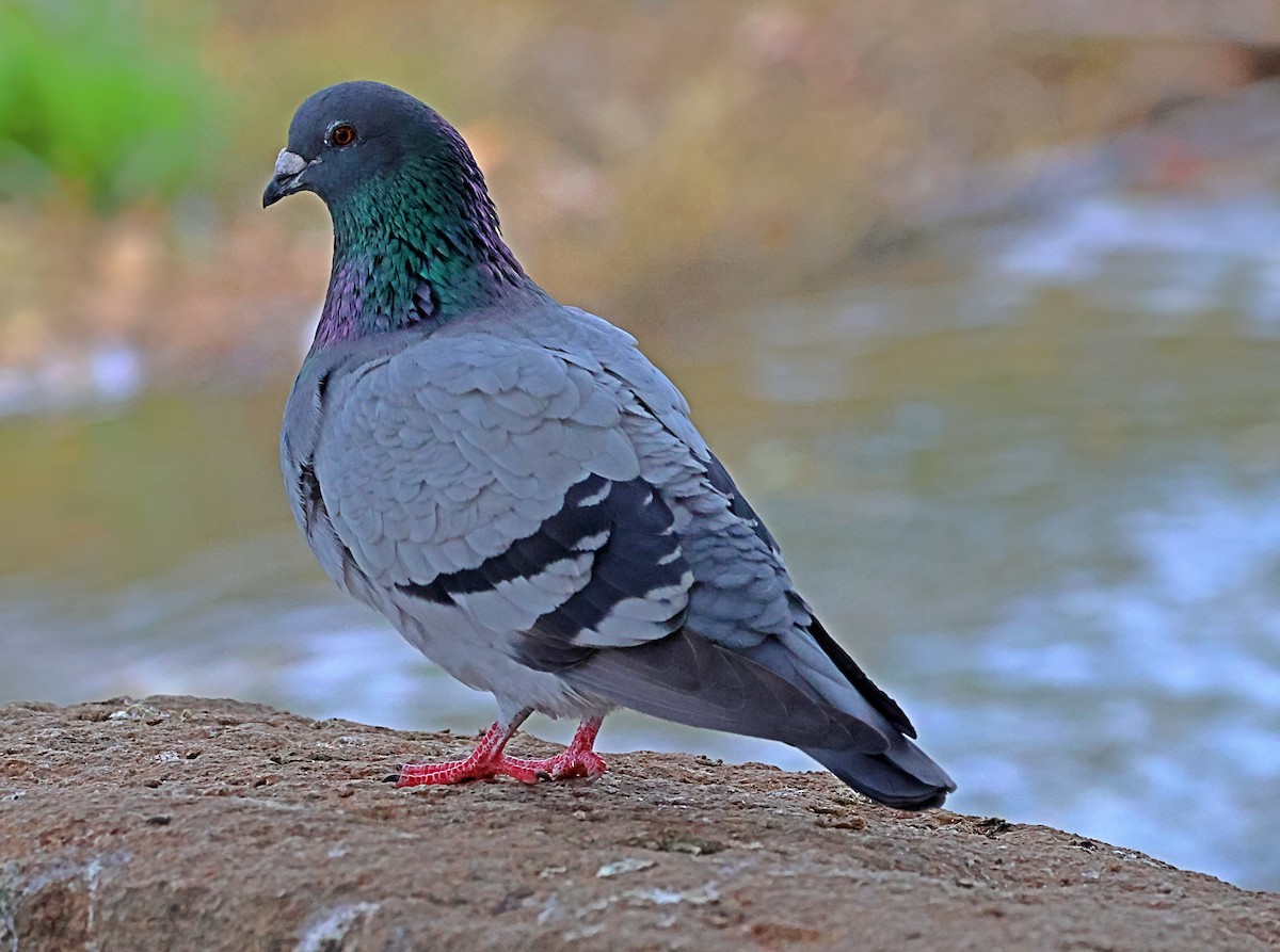 Pigeon biset (forme domestique) - ML646190691