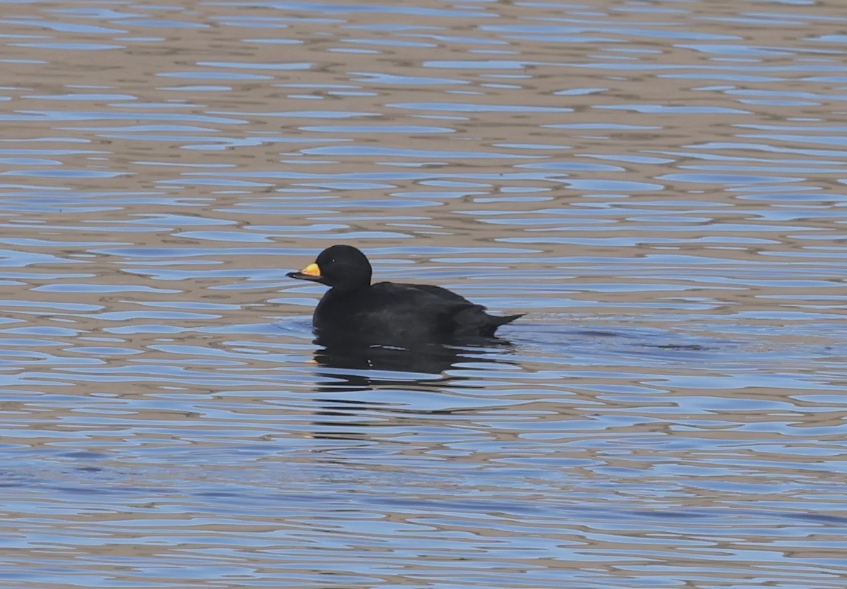 Black Scoter - ML646190692