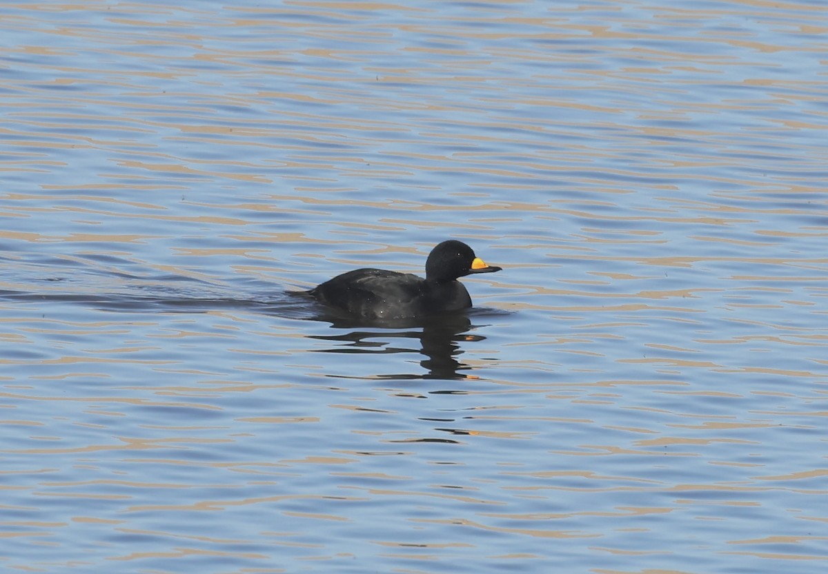 Black Scoter - ML646190693