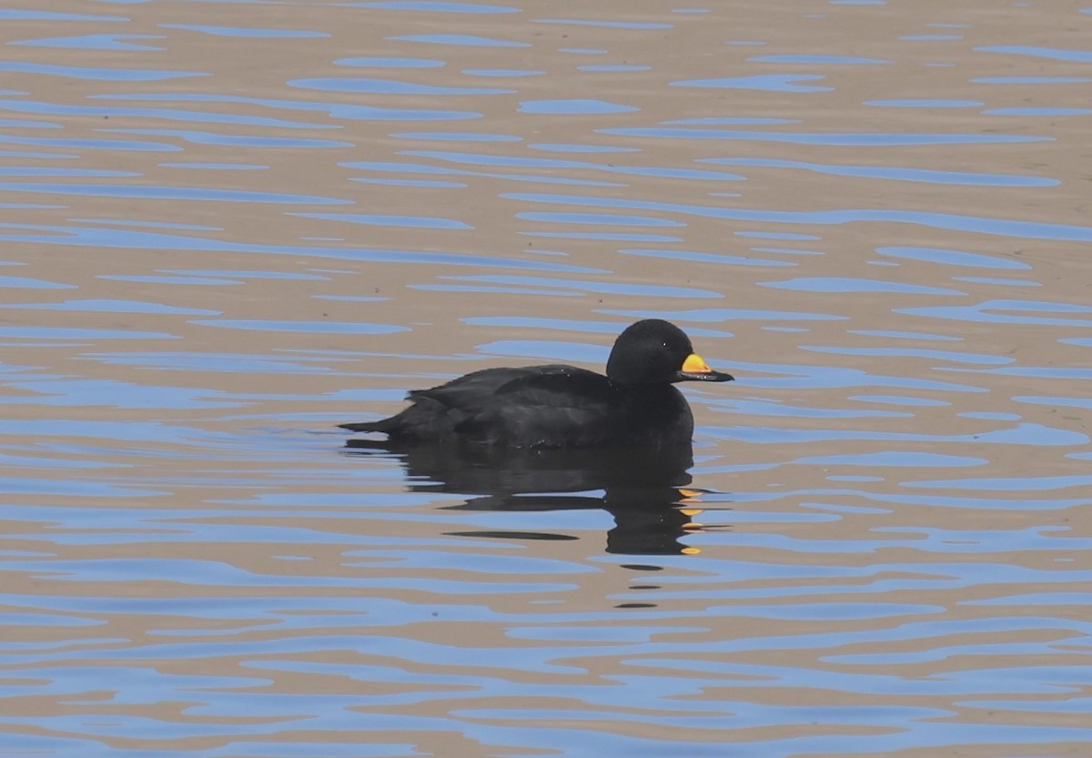Black Scoter - ML646190694