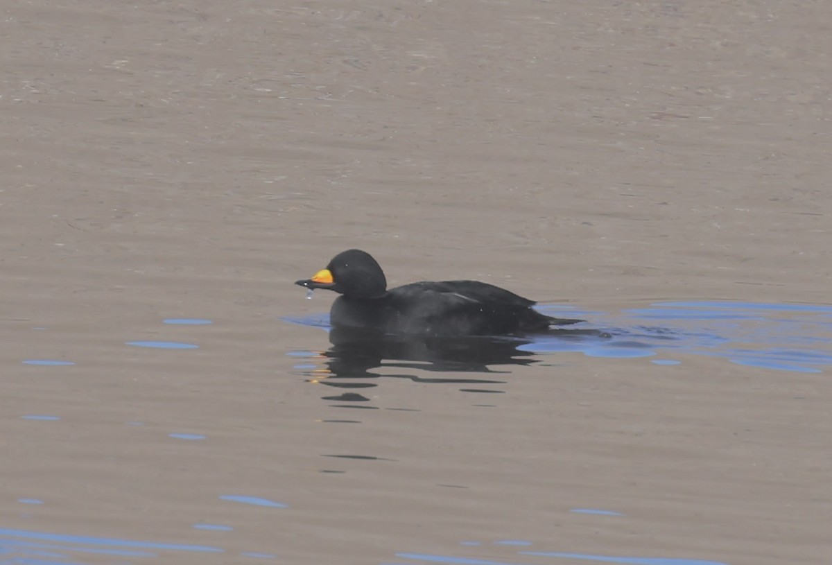 Black Scoter - ML646190695