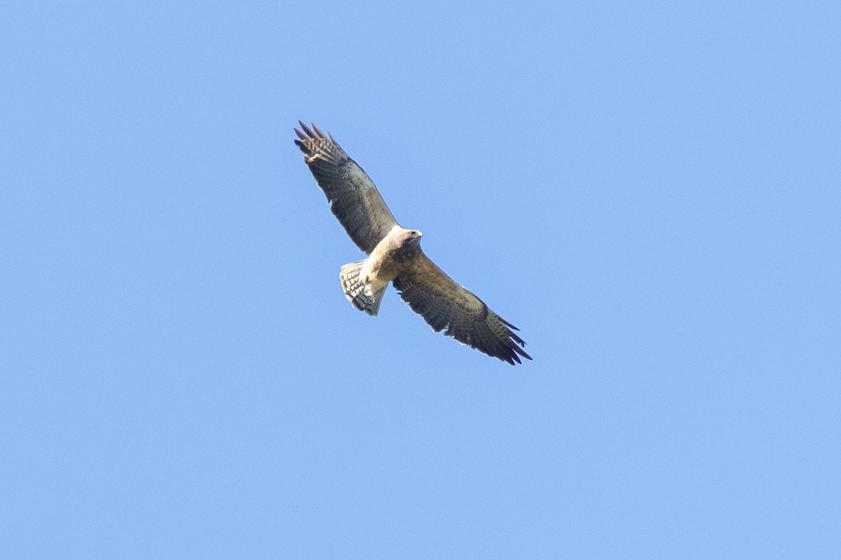 Buse de Swainson - ML646190697