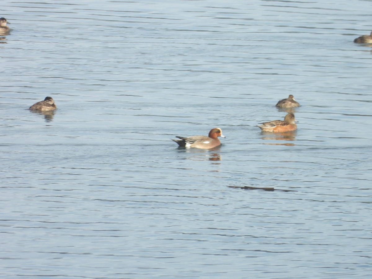 Eurasian x American Wigeon (hybrid) - ML646190702