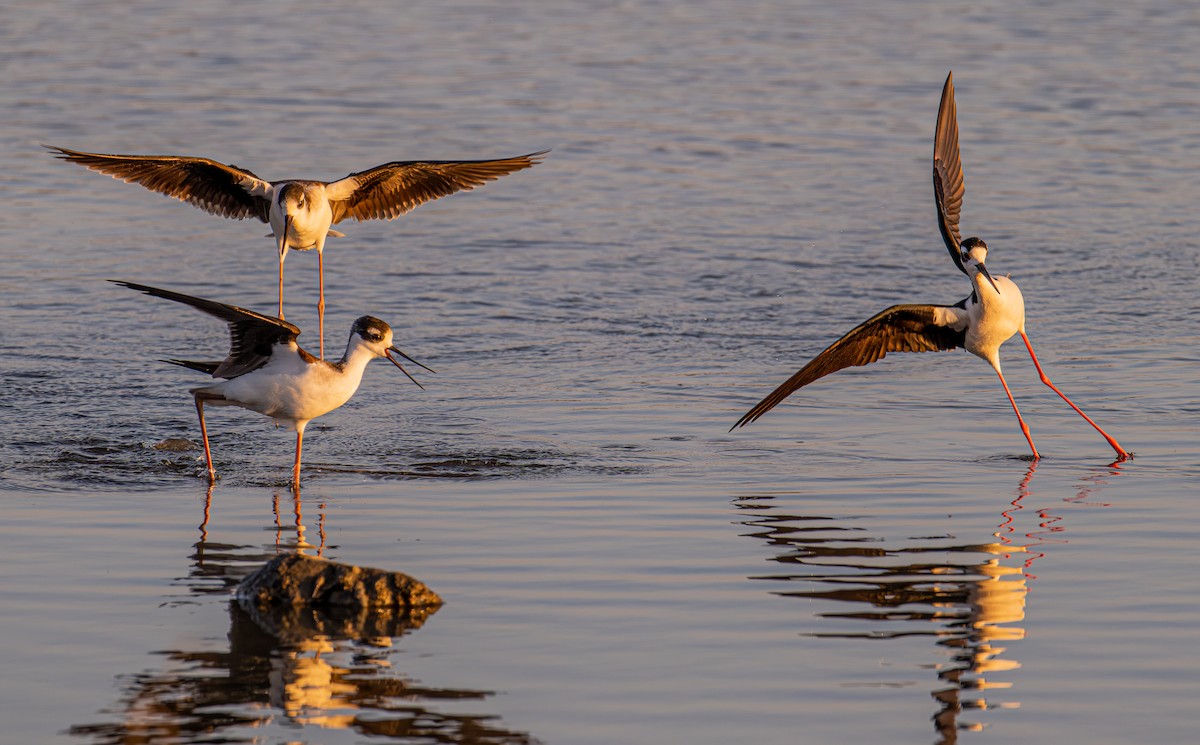 Échasse d'Amérique - ML646190704