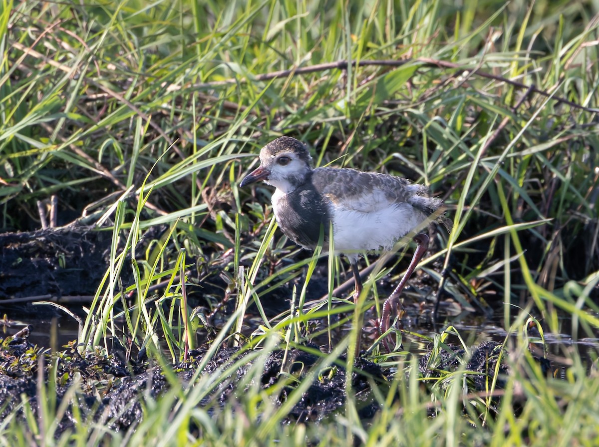 Vanneau à ailes blanches - ML646190705