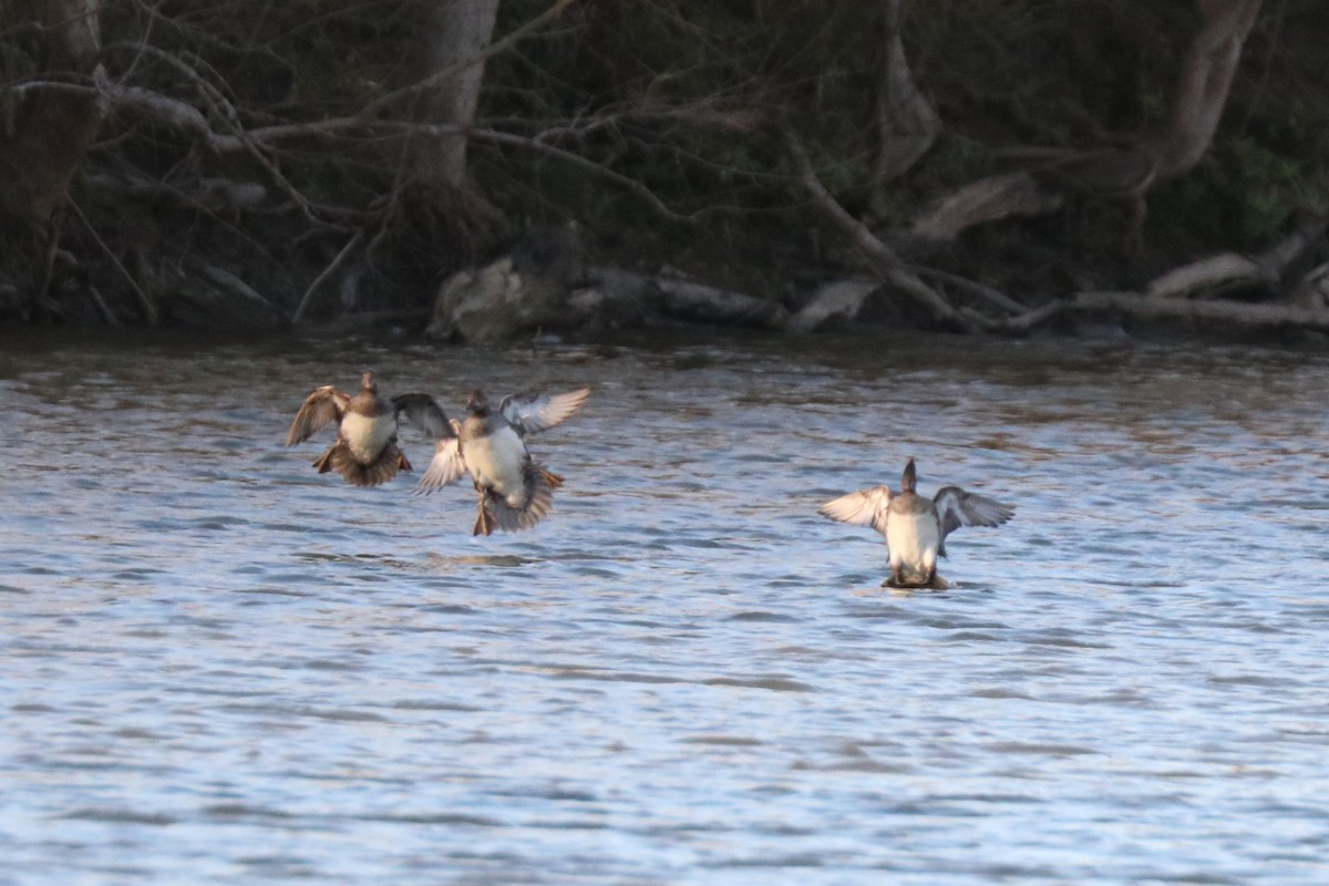 Harle couronné - ML646190709