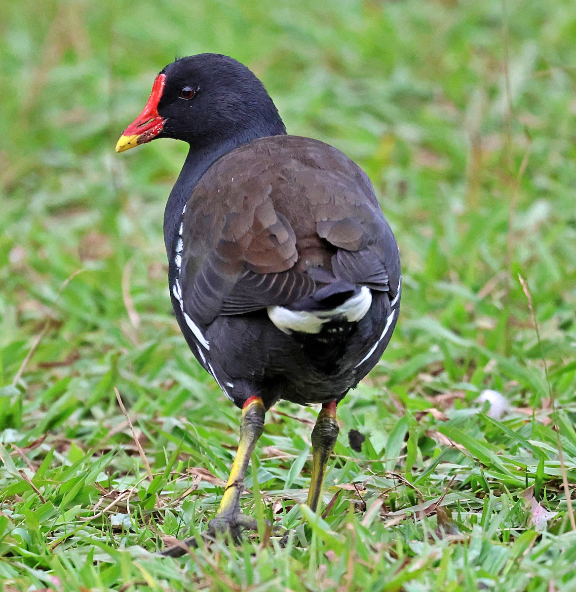 Gallinule poule-d'eau - ML646190710