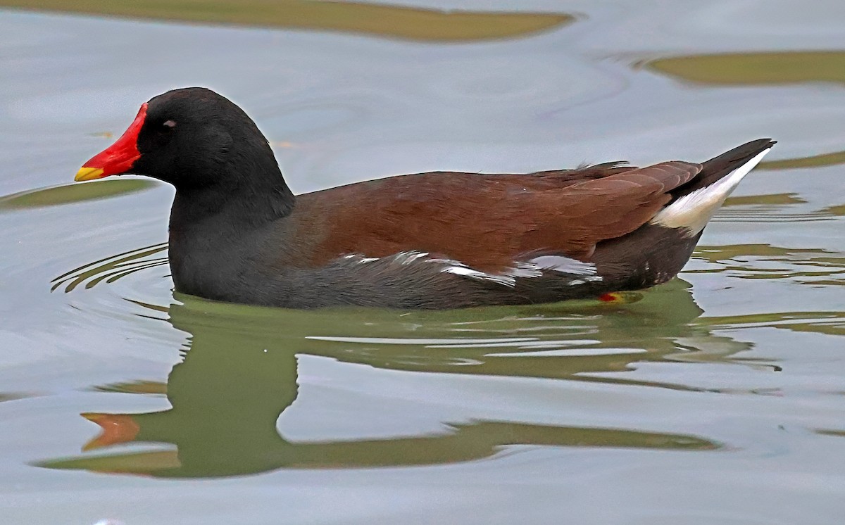 Gallinule poule-d'eau - ML646190711