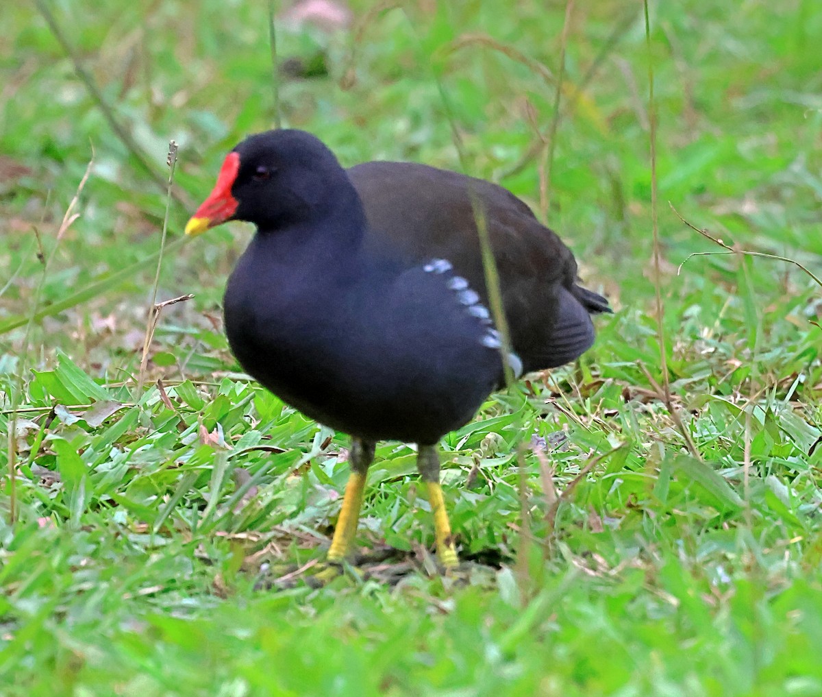 Gallinule poule-d'eau - ML646190712