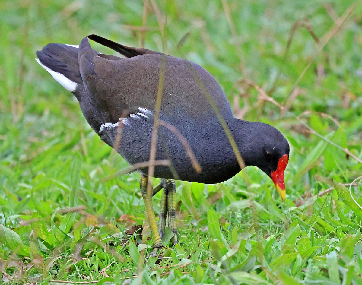 Gallinule poule-d'eau - ML646190713