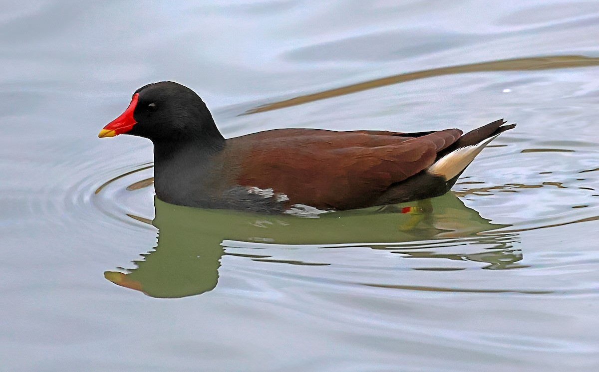 Gallinule poule-d'eau - ML646190714
