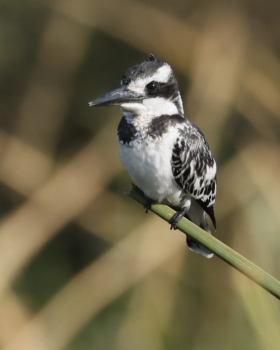 Martin-pêcheur pie - ML646190716