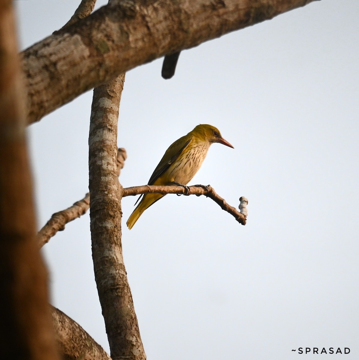 Indian Golden Oriole - ML646190726