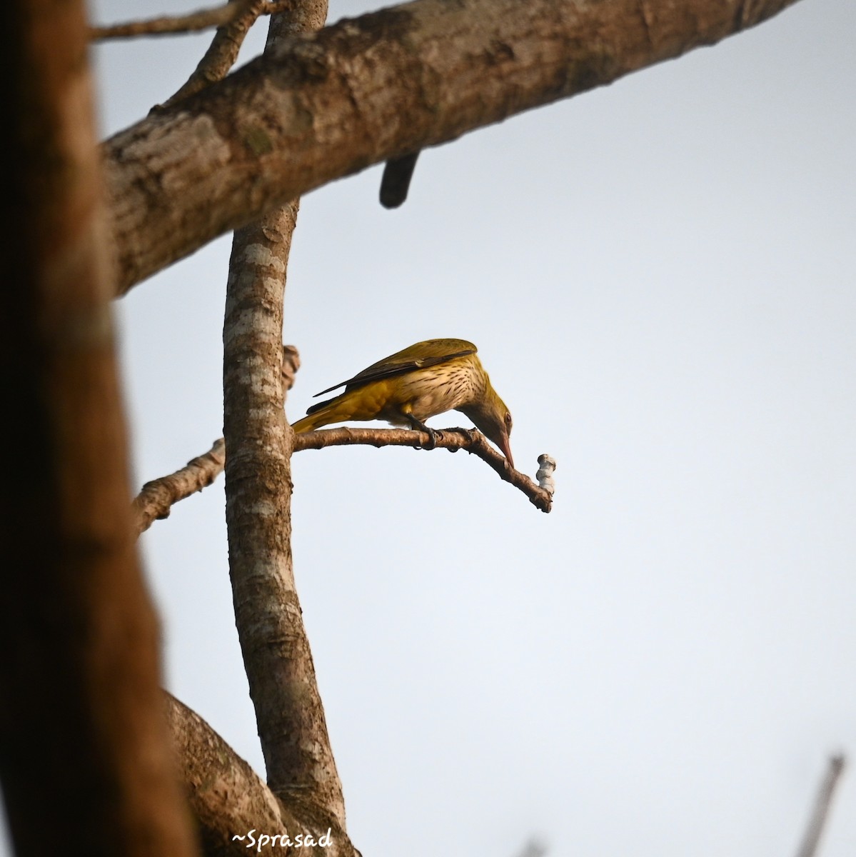 Indian Golden Oriole - ML646190727