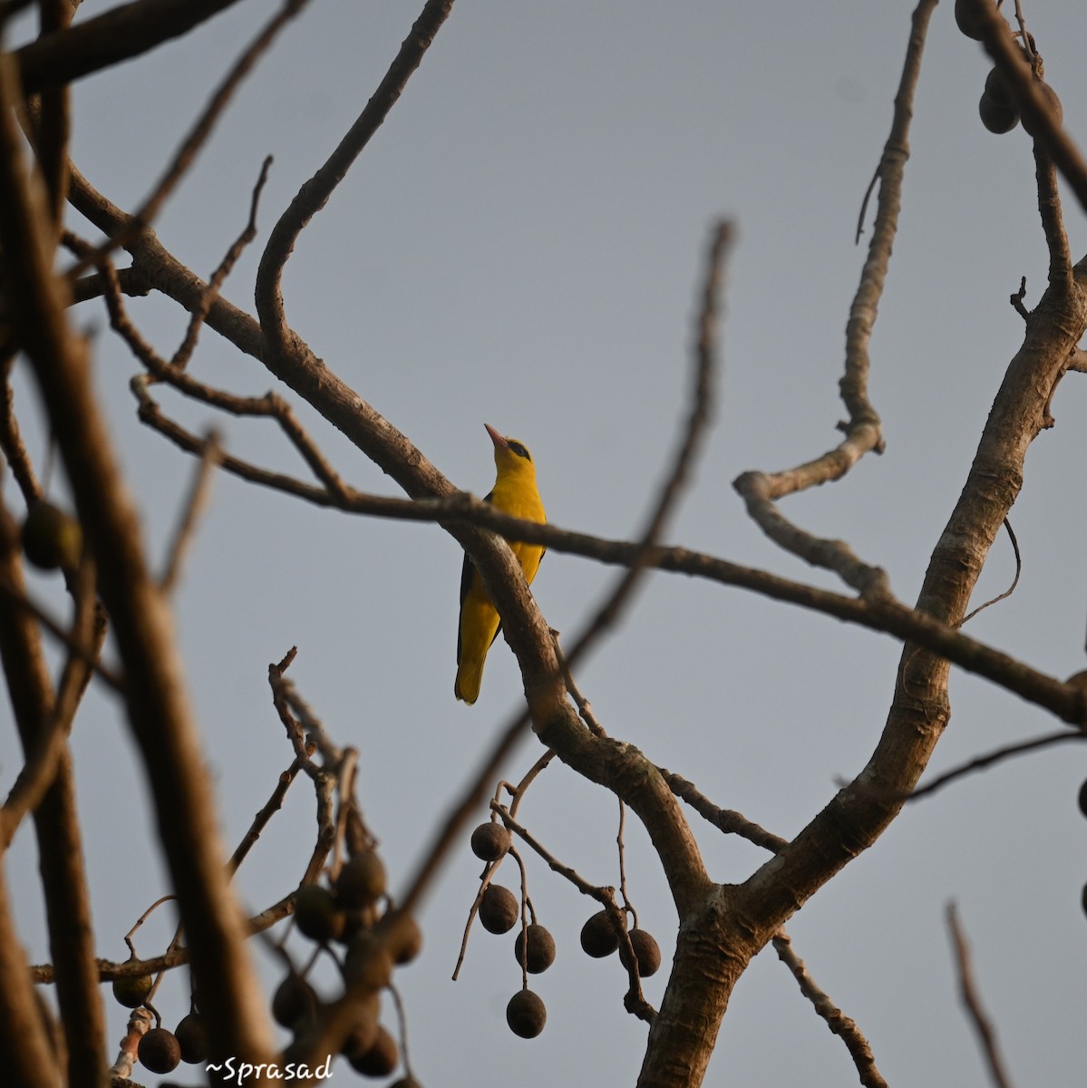 Indian Golden Oriole - ML646190728