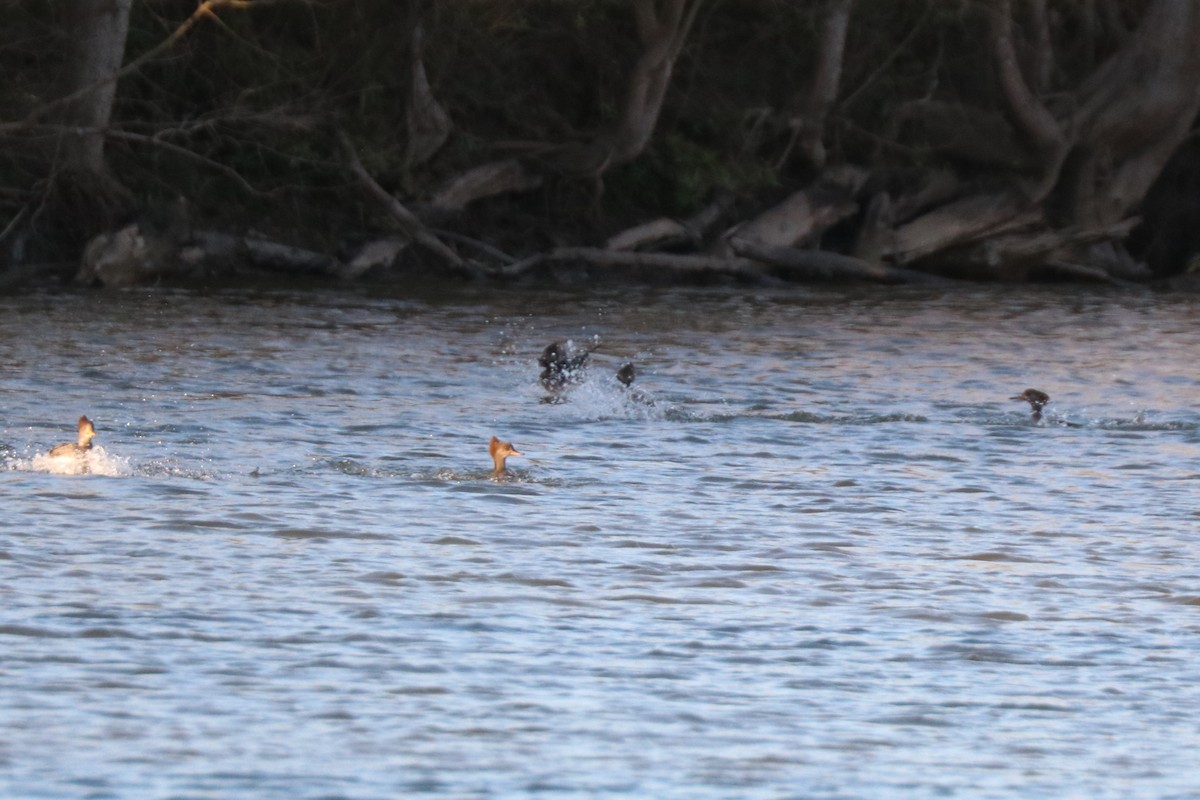 Harle couronné - ML646190730