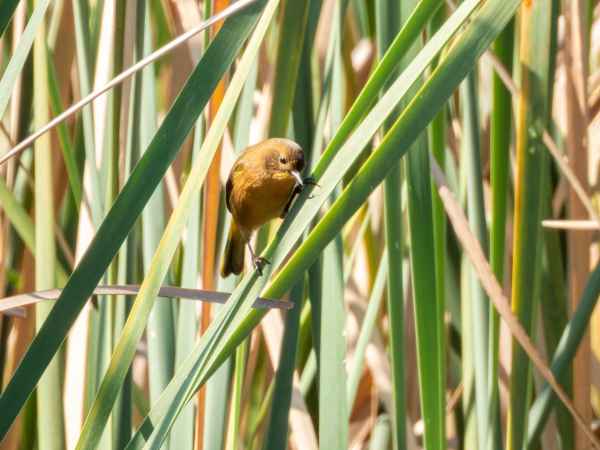 Black-polled Yellowthroat - ML646190732