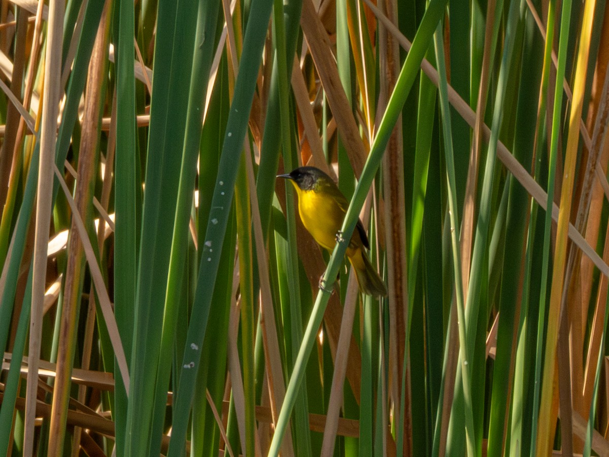 Black-polled Yellowthroat - ML646190733