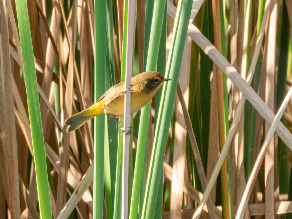 Black-polled Yellowthroat - ML646190734