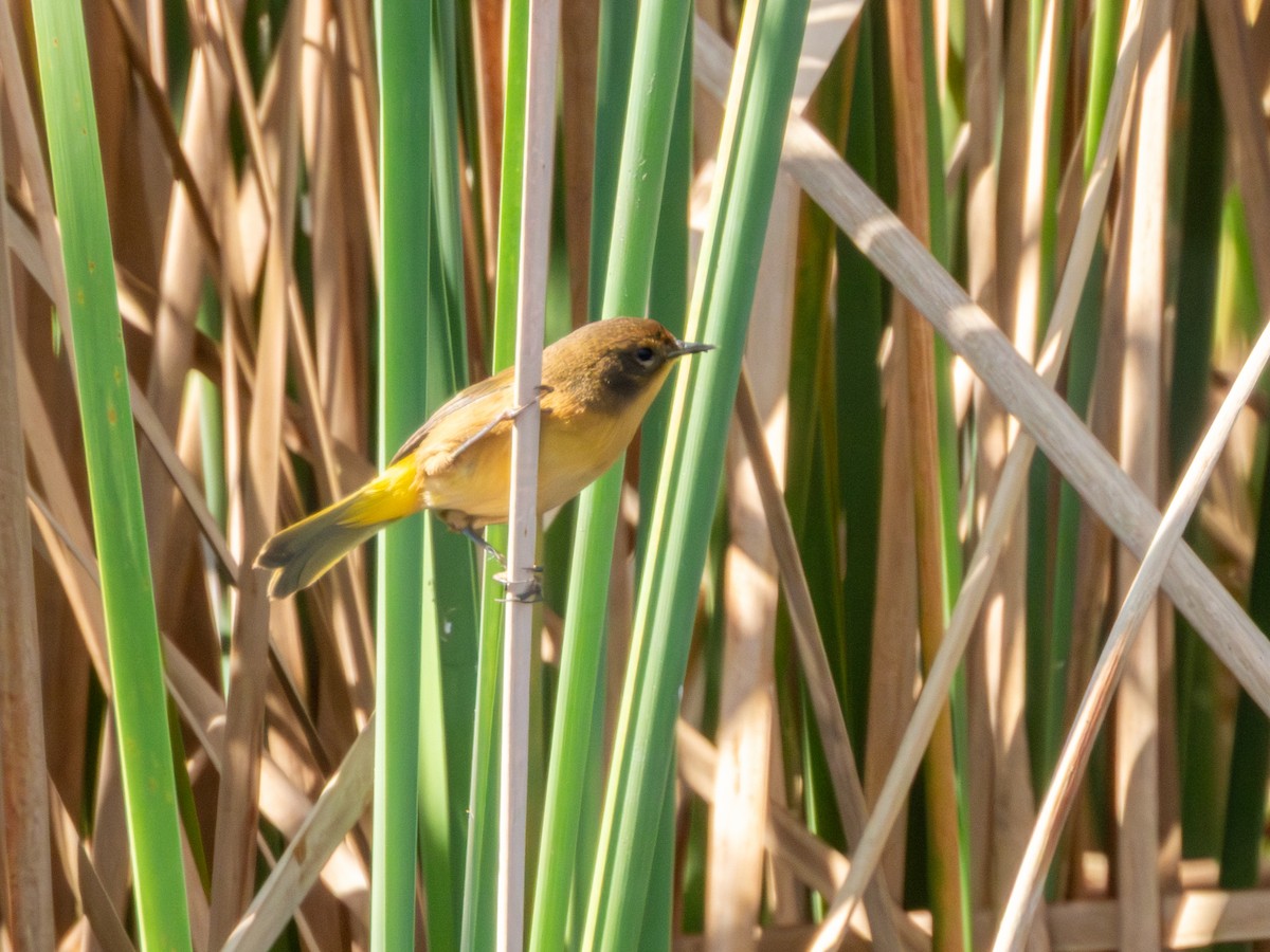 Black-polled Yellowthroat - ML646190735