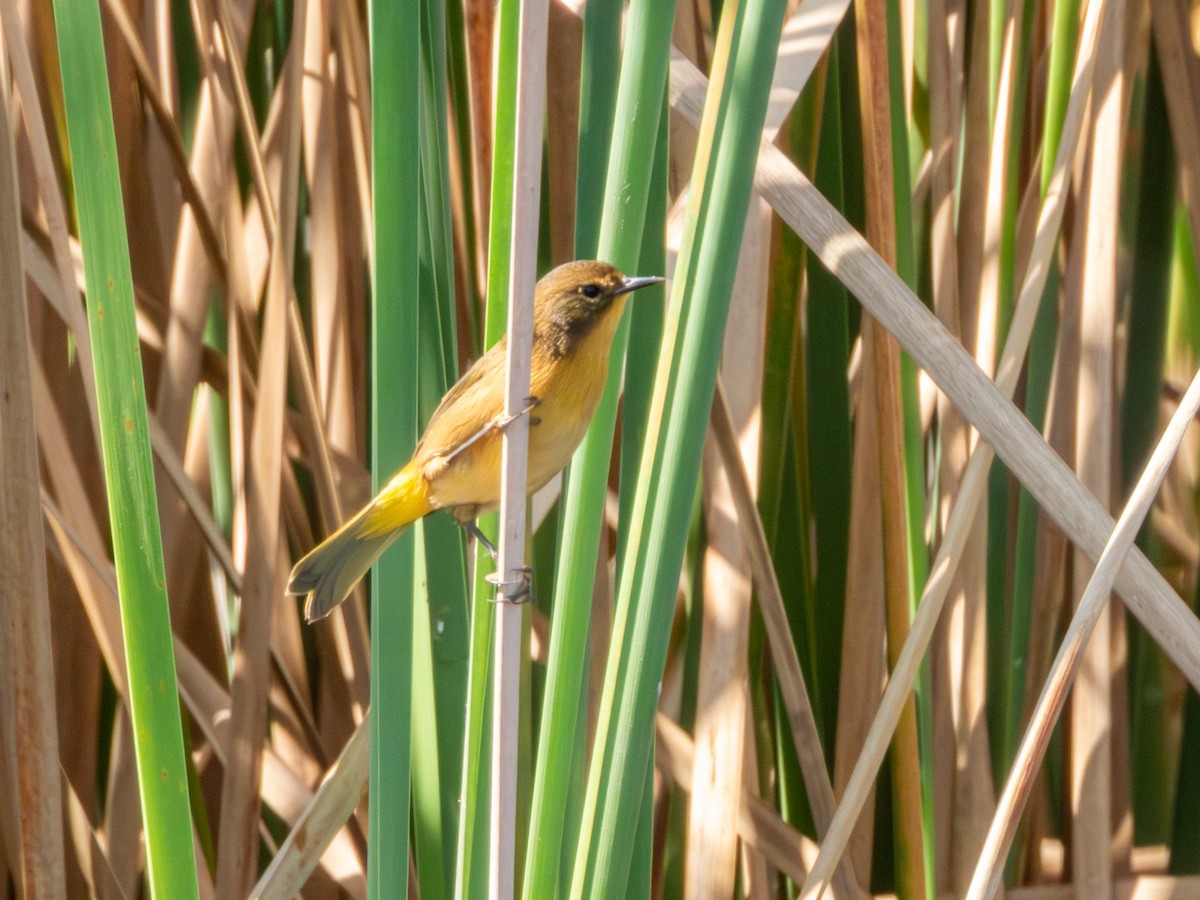 Black-polled Yellowthroat - ML646190736