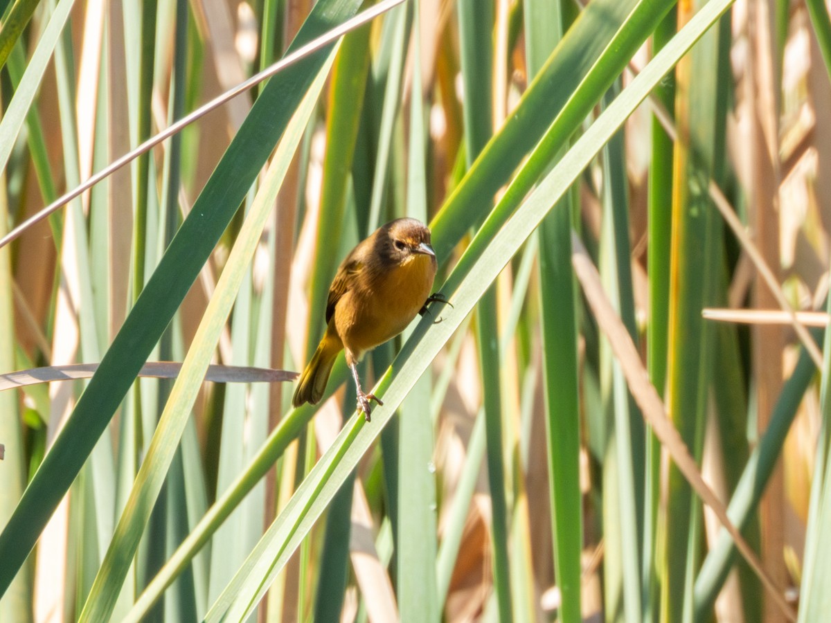 Black-polled Yellowthroat - ML646190737