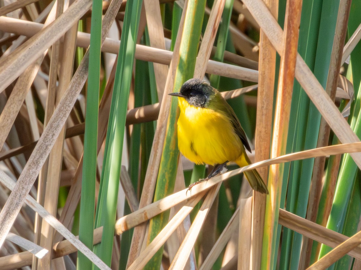 Black-polled Yellowthroat - ML646190738