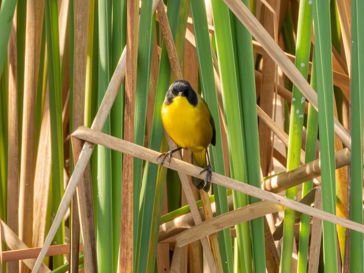 Black-polled Yellowthroat - ML646190743