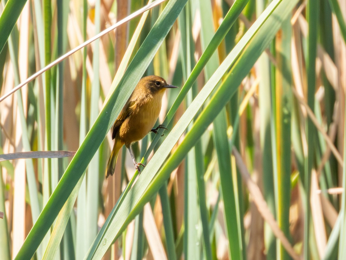 Black-polled Yellowthroat - ML646190744