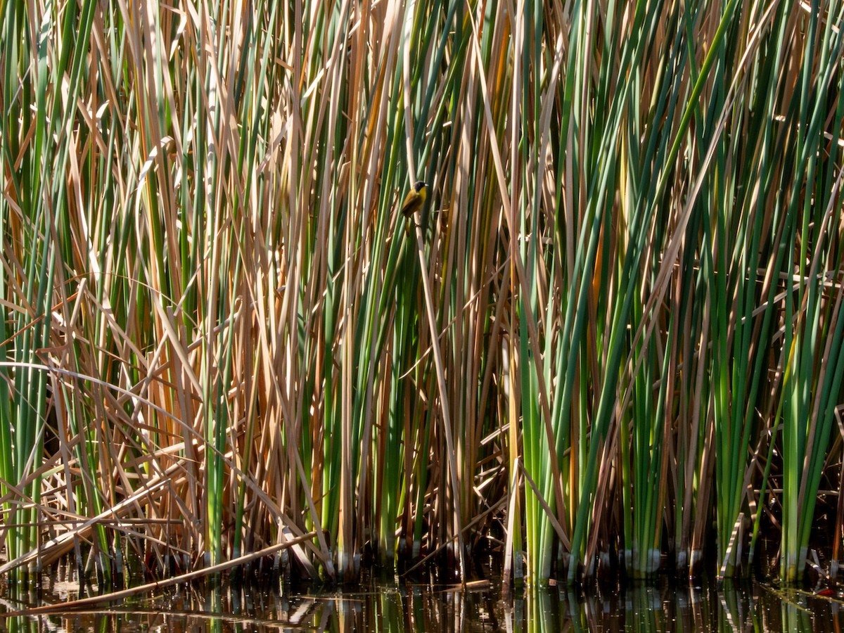 Black-polled Yellowthroat - ML646190746
