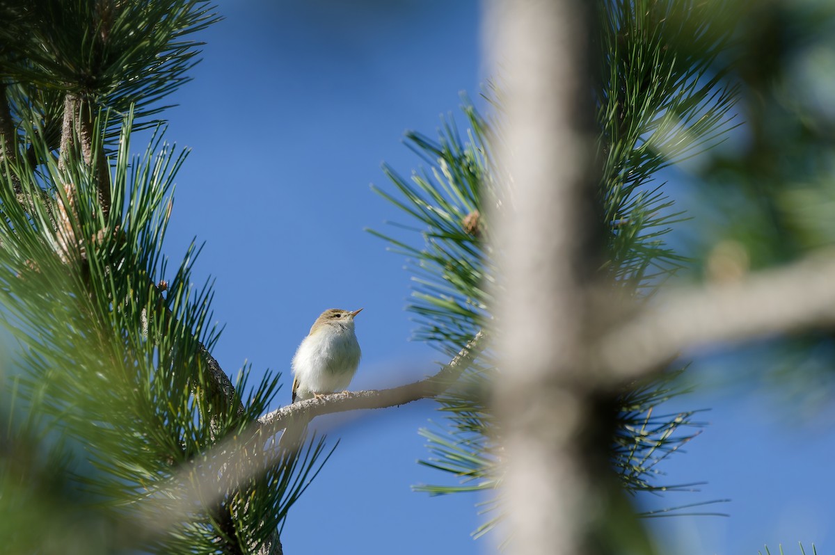 Western Bonelli's Warbler - ML646190747