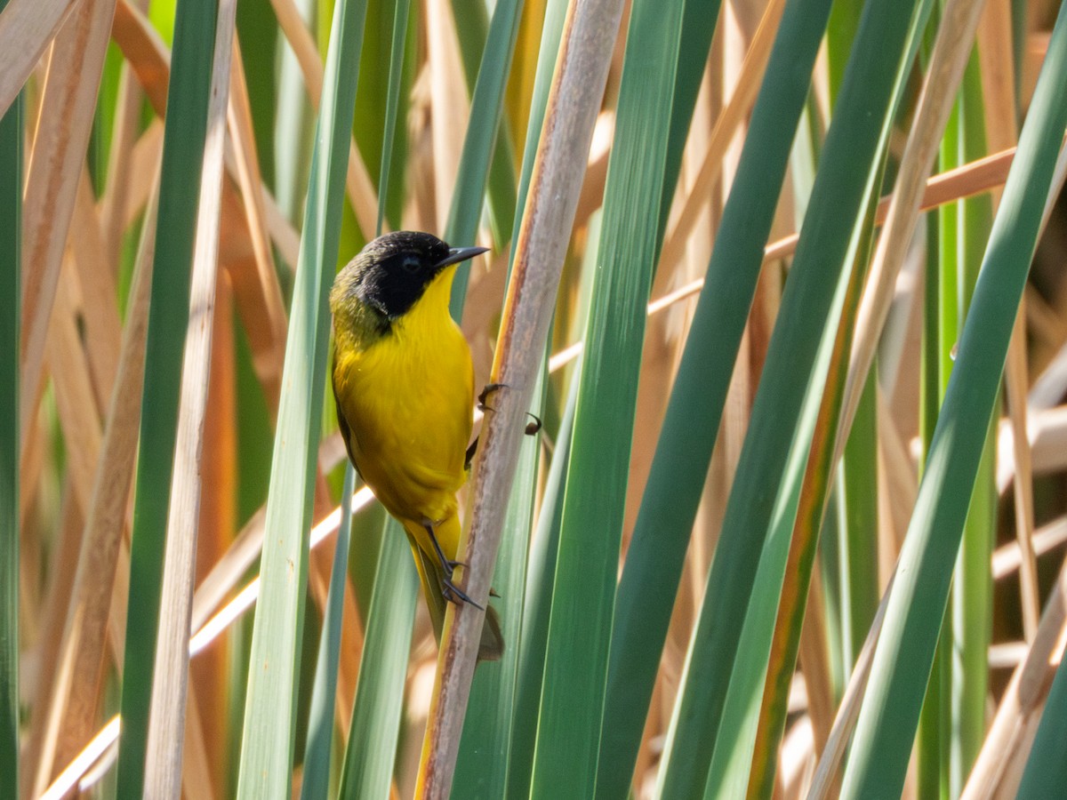 Black-polled Yellowthroat - ML646190748