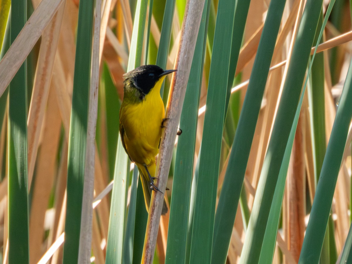 Black-polled Yellowthroat - ML646190749