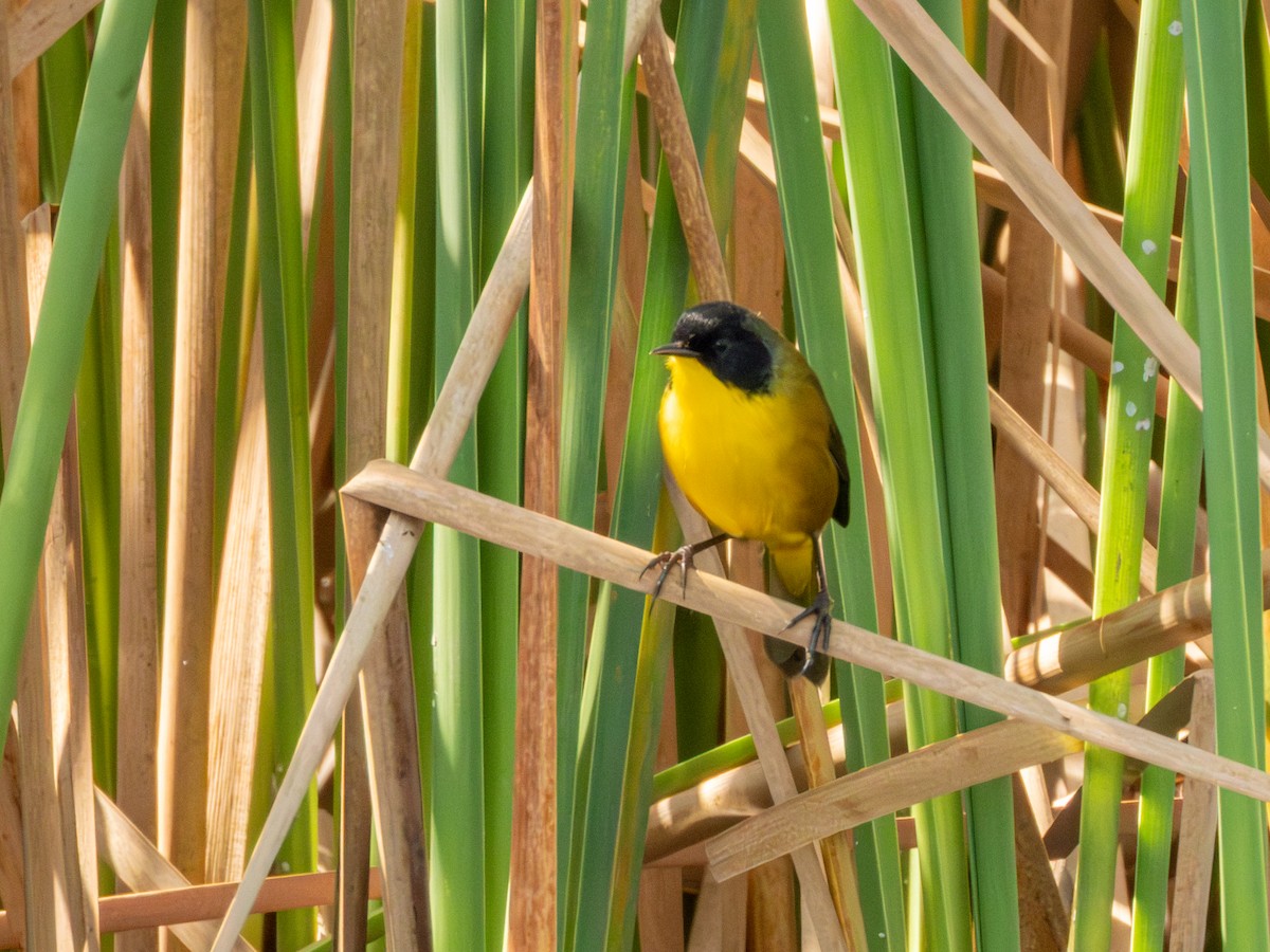 Black-polled Yellowthroat - ML646190750