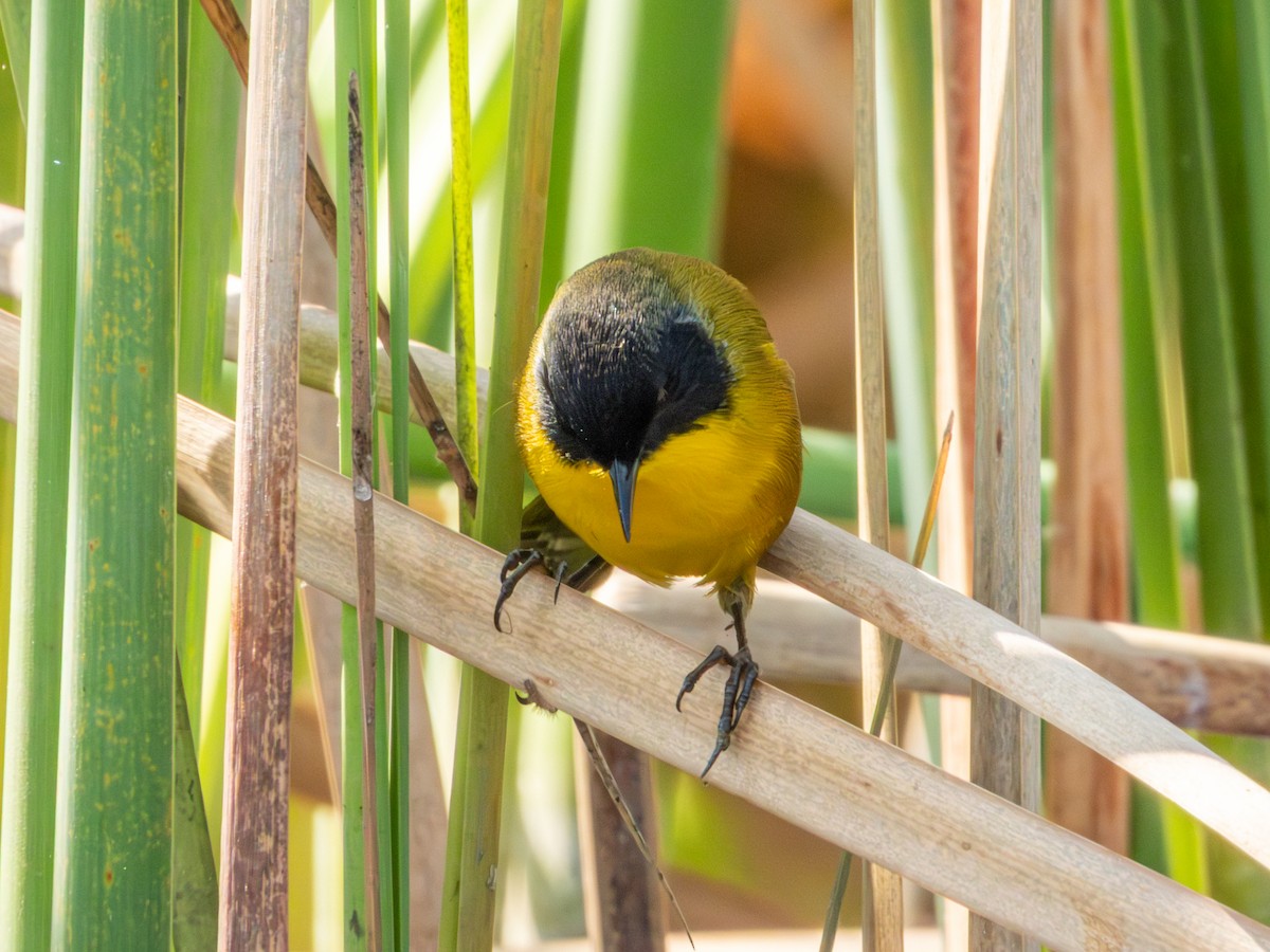 Black-polled Yellowthroat - ML646190751
