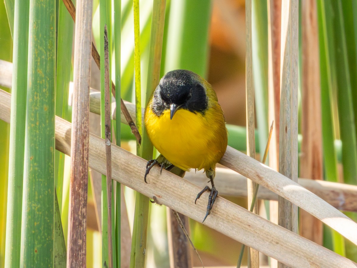 Black-polled Yellowthroat - ML646190752